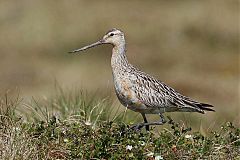 Bar-tailed Godwit